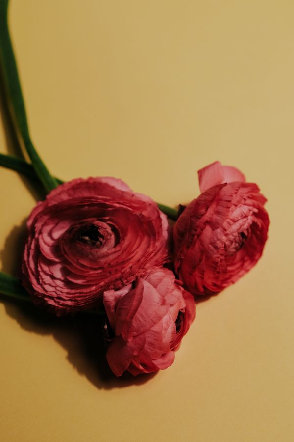 Elegantes ranúnculos persas vermelhos exibidos contra um suave fundo amarelo, destacando a beleza floral.