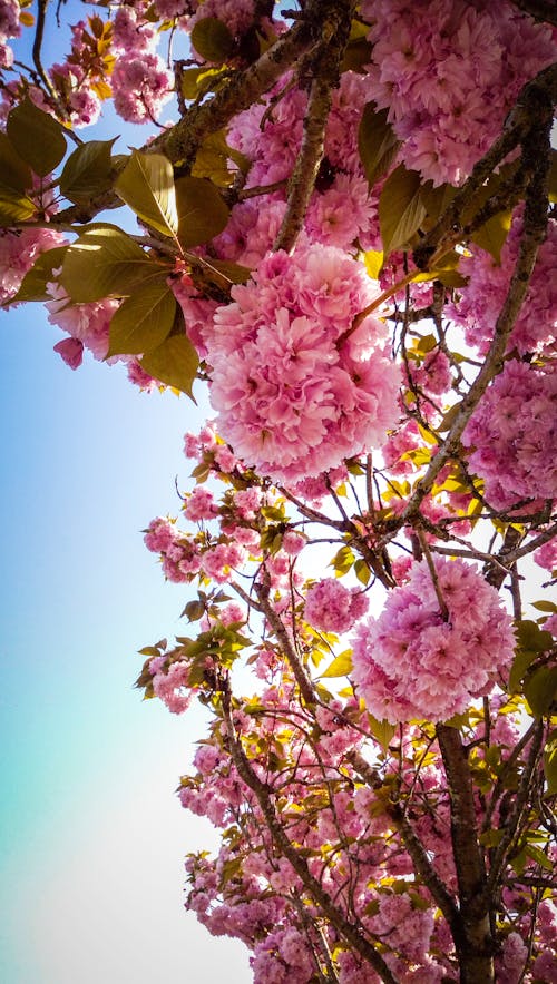 Tree with Pink Flowers