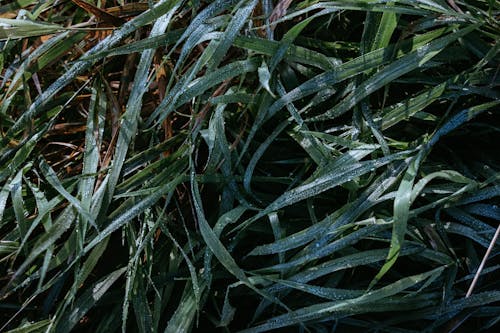 Darmowe zdjęcie z galerii z dziki, liście, mokry