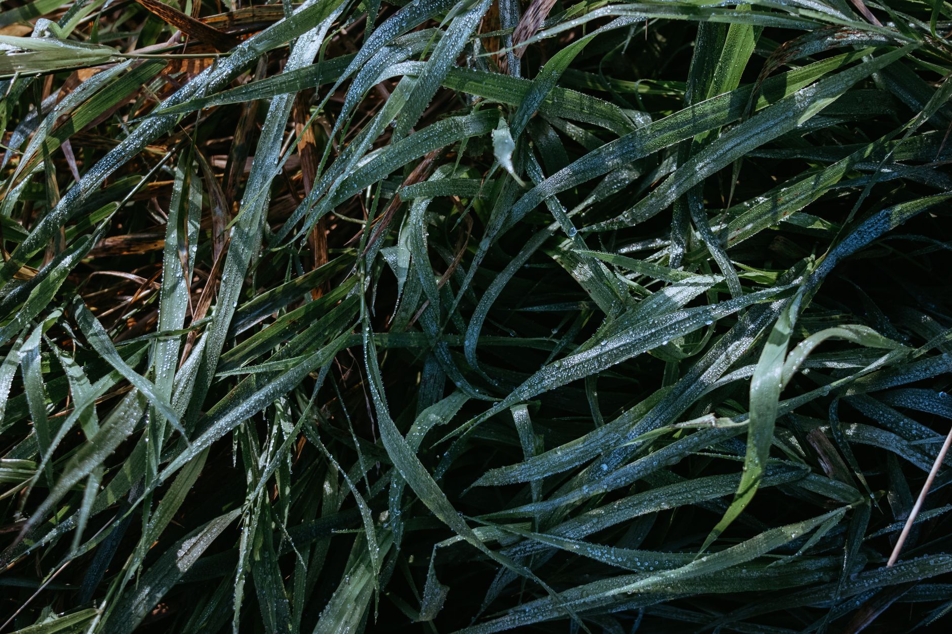 close-up of a crisply edged green lawn meeting a concrete driveway, blades of grass sharp against the edge