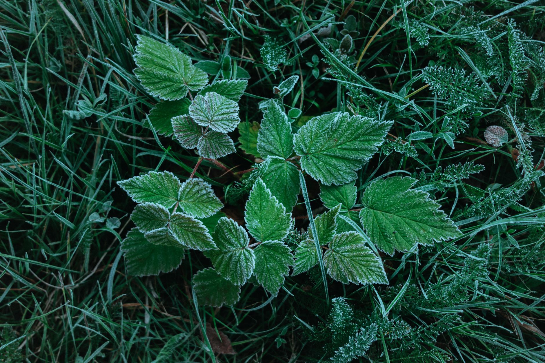 Black Cohosh Root Natural Herb