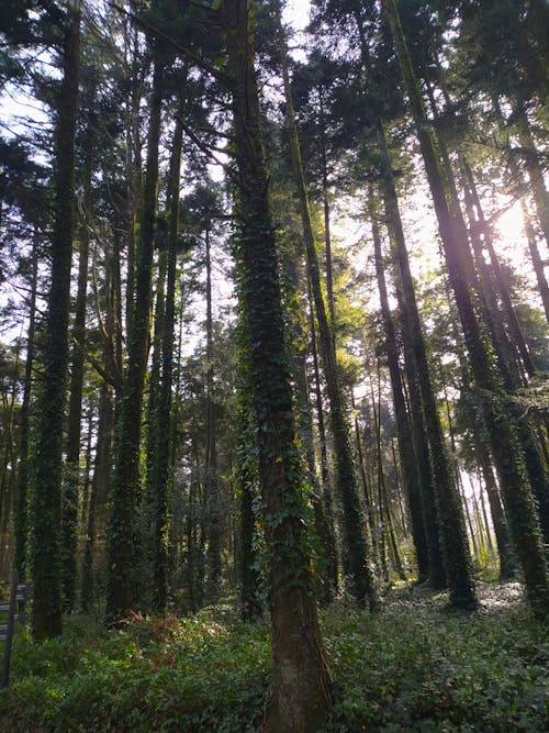 Gratuit Imagine de stoc gratuită din arbori, codru, fotografie cu unghi mic Fotografie de stoc