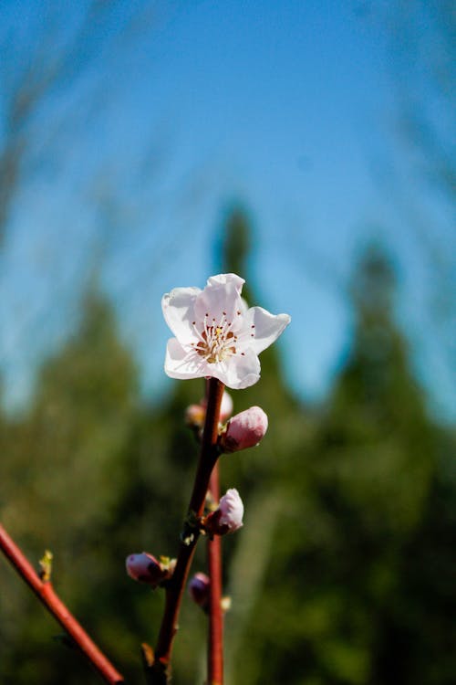Free Close Up Photo of a White Flower Stock Photo