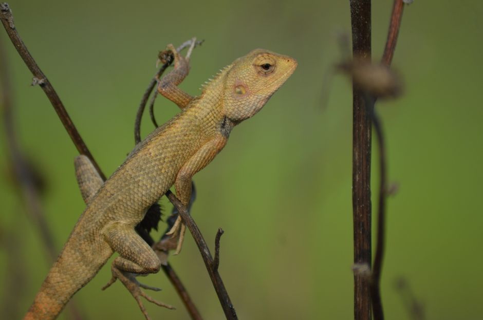 Detailed close-up of a lizard perched on a dry branch against a soft-focus green background.