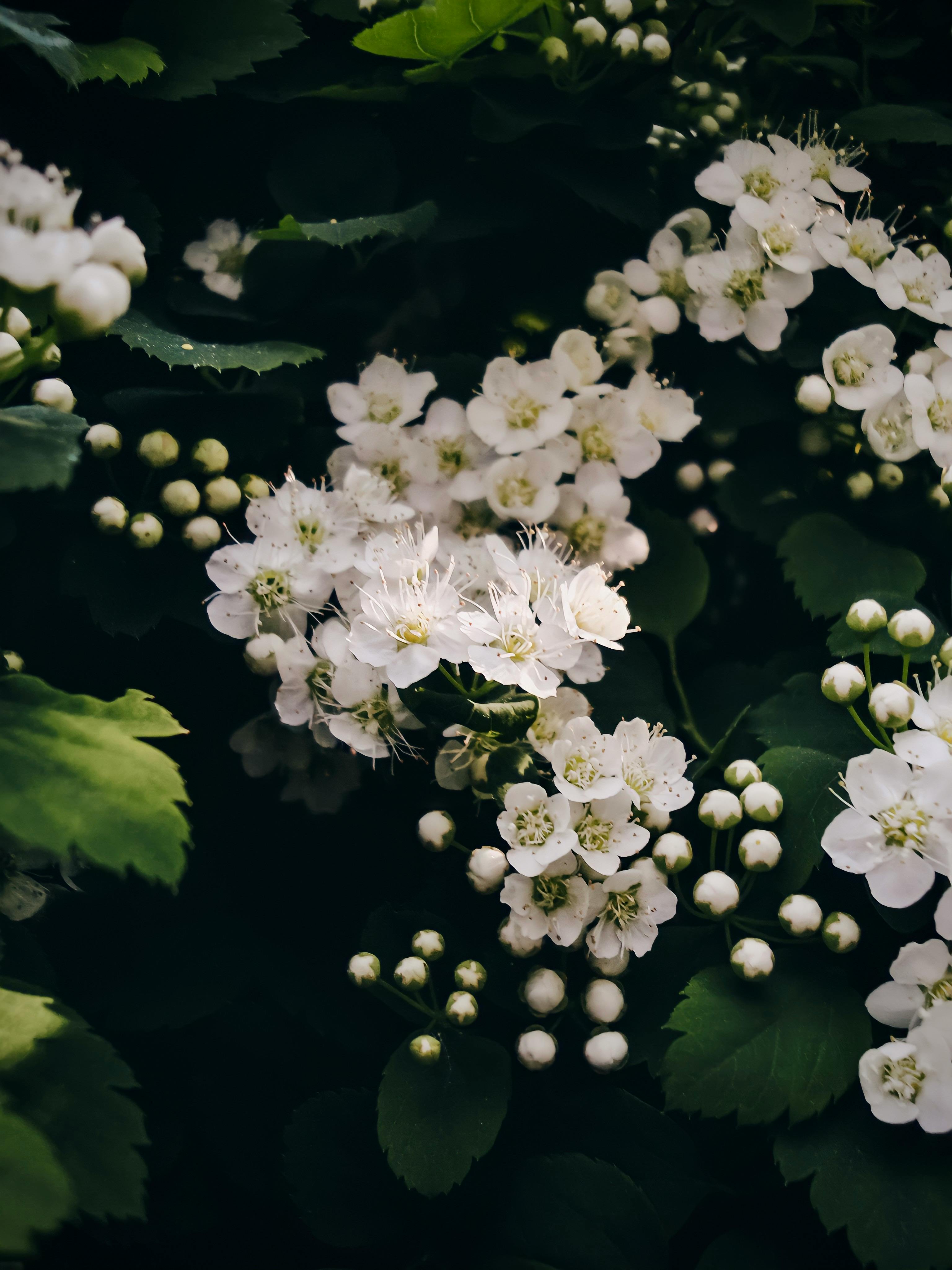 Selective Focus Of White Clustered Flowers · Free Stock Photo