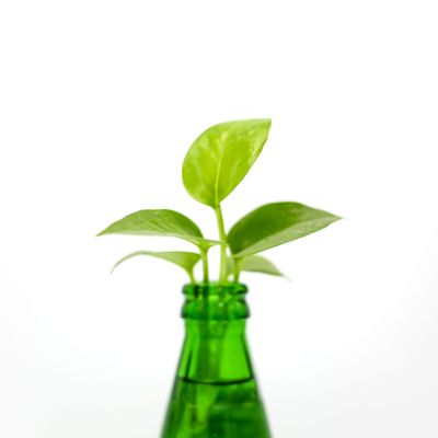 Cutting rooting in a glass bottle, photo by Shoeib Abolhassani on Pexels