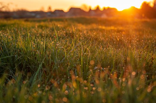 Dew-covered grass illuminated by a golden sunrise in a tranquil outdoor setting.
