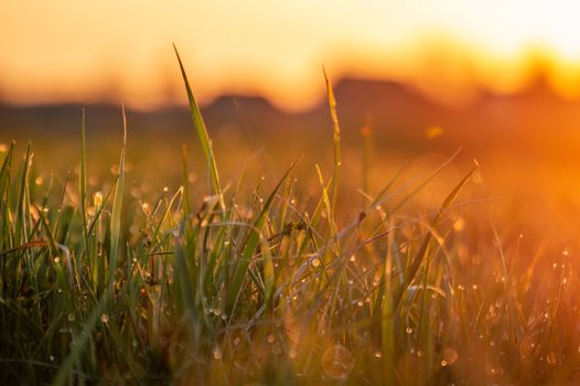 Close-up of dewy grass during a golden sunrise, creating a warm and serene scene.