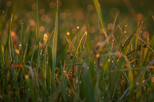 bitki örtüsü, bokeh, kapatmak içeren Ücretsiz stok fotoğraf