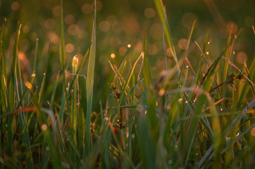 Free Macro shot of dewy grass illuminated by warm sunrise light, creating a bokeh effect. Stock Photo