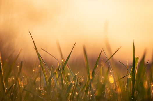 Beautiful sunrise illuminating dewdrops on grass blades, creating a serene morning atmosphere.
