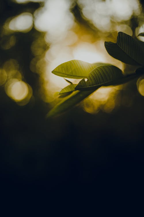 Close-Up Shot of Green Leaves