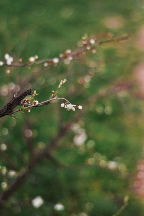 Free A delicate plum blossom branch featuring small white flowers and a blurred green background. Stock Photo