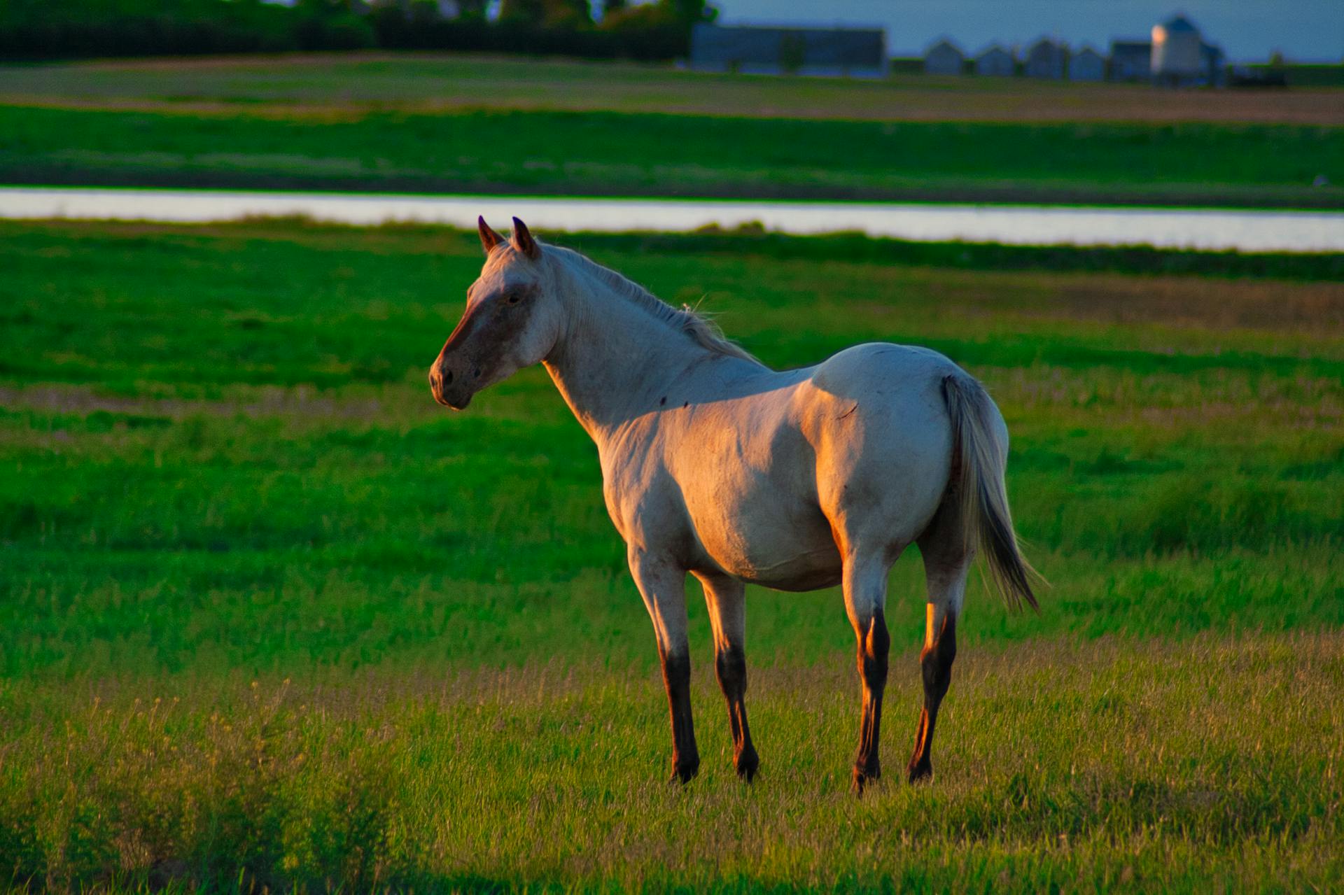 A beautiful American Quarter Horse stands in a lush green field during sunset, showcasing nature's serenity.