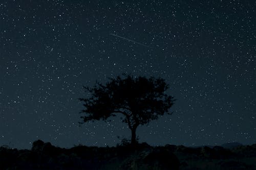 Foto profissional grátis de árvore, céu estrelado, céu noturno