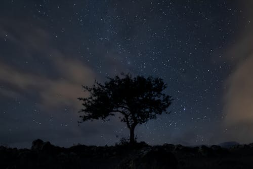 Foto profissional grátis de árvore, céu noturno, estrelado