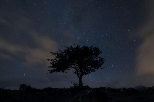 Free A stunning view of a starry night sky with a tree silhouette in İzmir, Turkey. Stock Photo