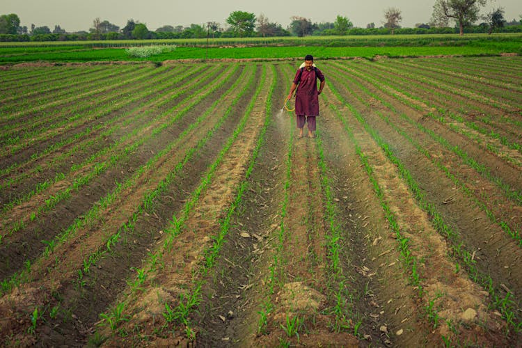 Man Spraying The Plantation