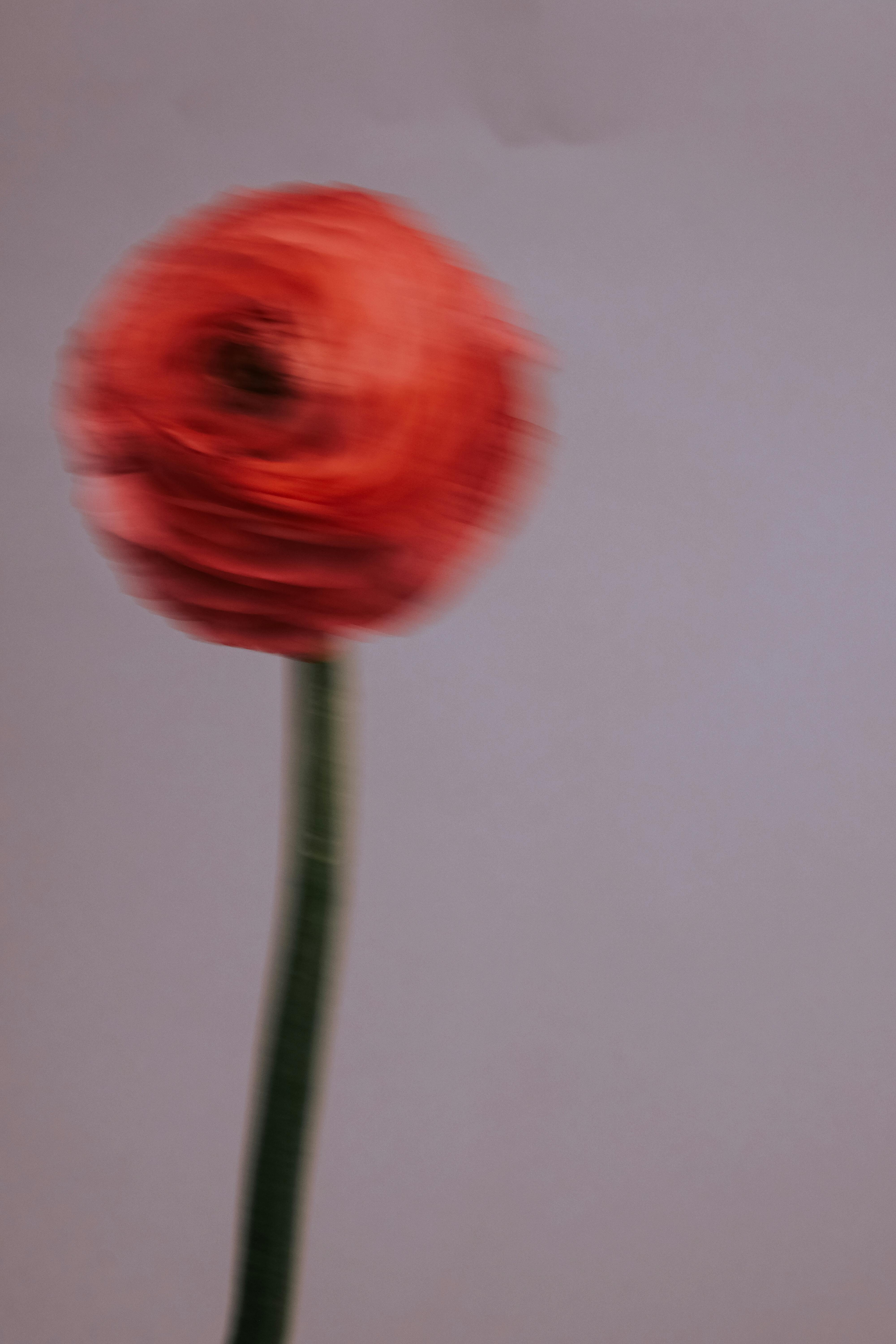 Artistic blurred motion capture of a single red flower with a simple background.