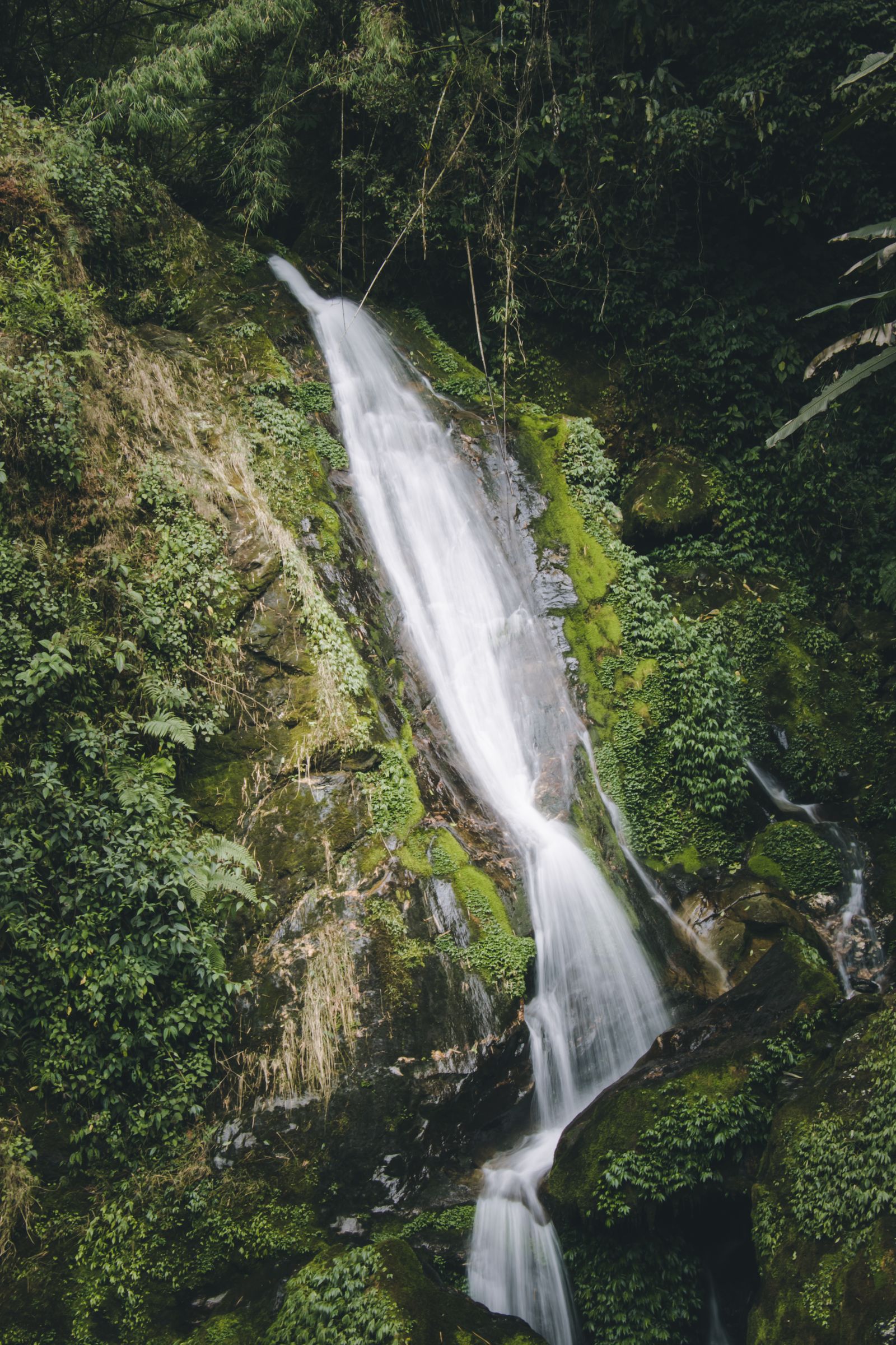 A waterfall dropping in white threads over mossy rock through dense green forest in Sikkim