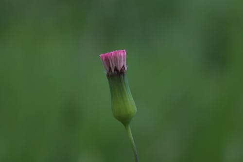 꽃, 녹색, 아름다운 꽃의 무료 스톡 사진