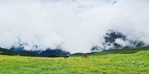 Cows on the plains, green grass on the mountains and clouds