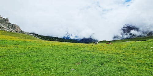 Cows on the plains, green grass on the mountains and clouds