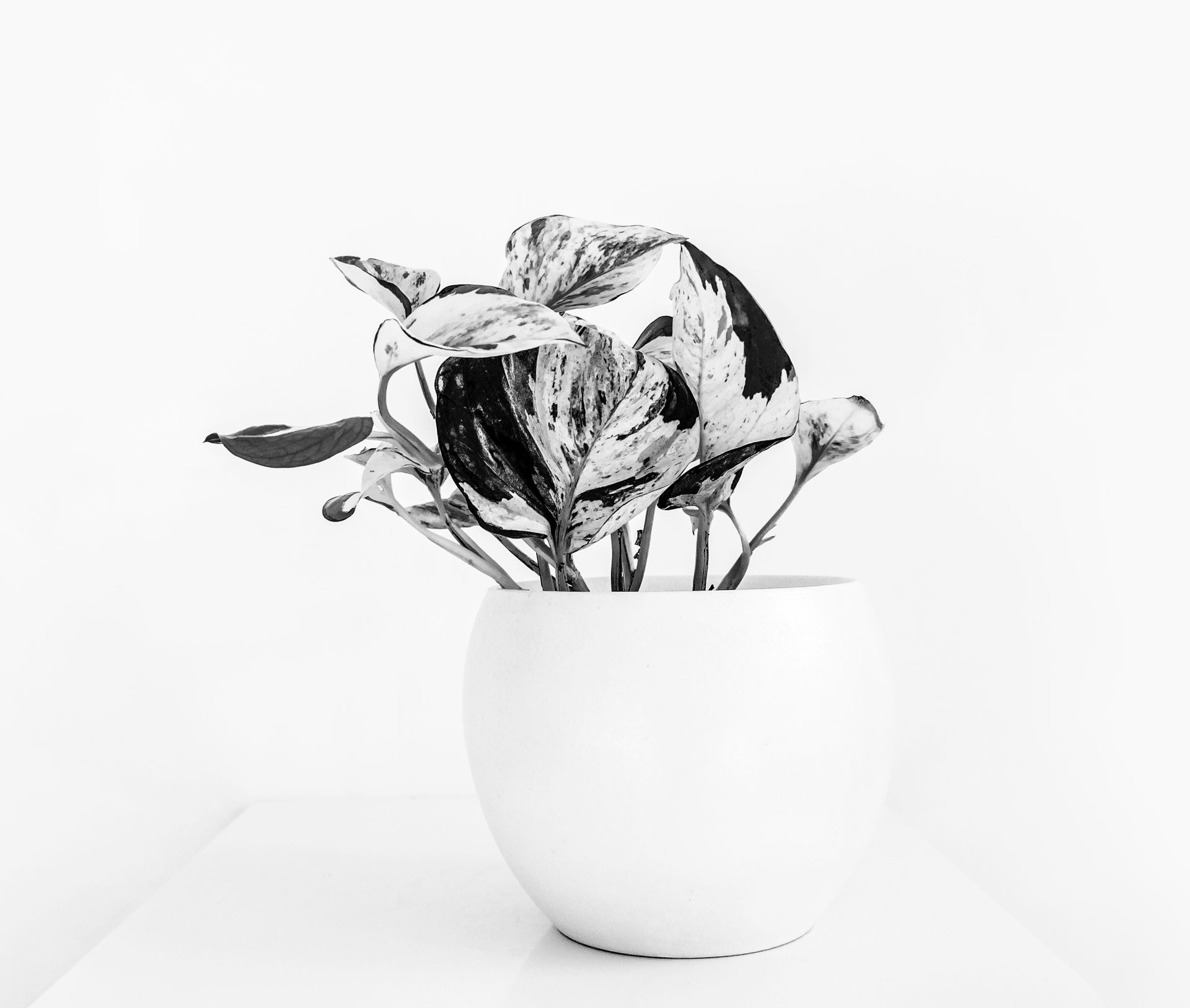 A monochrome photo of a potted peperomia plant with variegated leaves in a simple white pot.