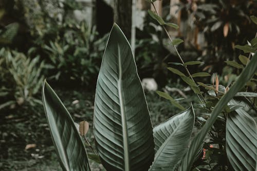 Shallow Focus Photography of Green Leafed Plant