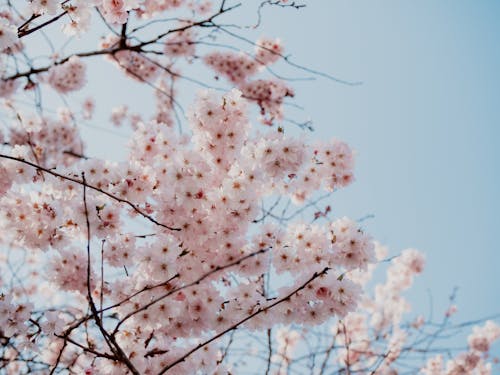 Безкоштовне стокове фото на тему «дерево, квітка фотографії, рожеві квіти»