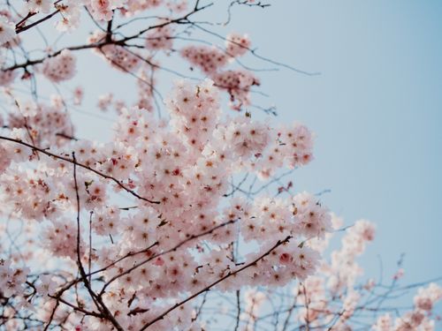 Free Tranquil cherry blossoms in full bloom against a clear blue sky in springtime. Stock Photo