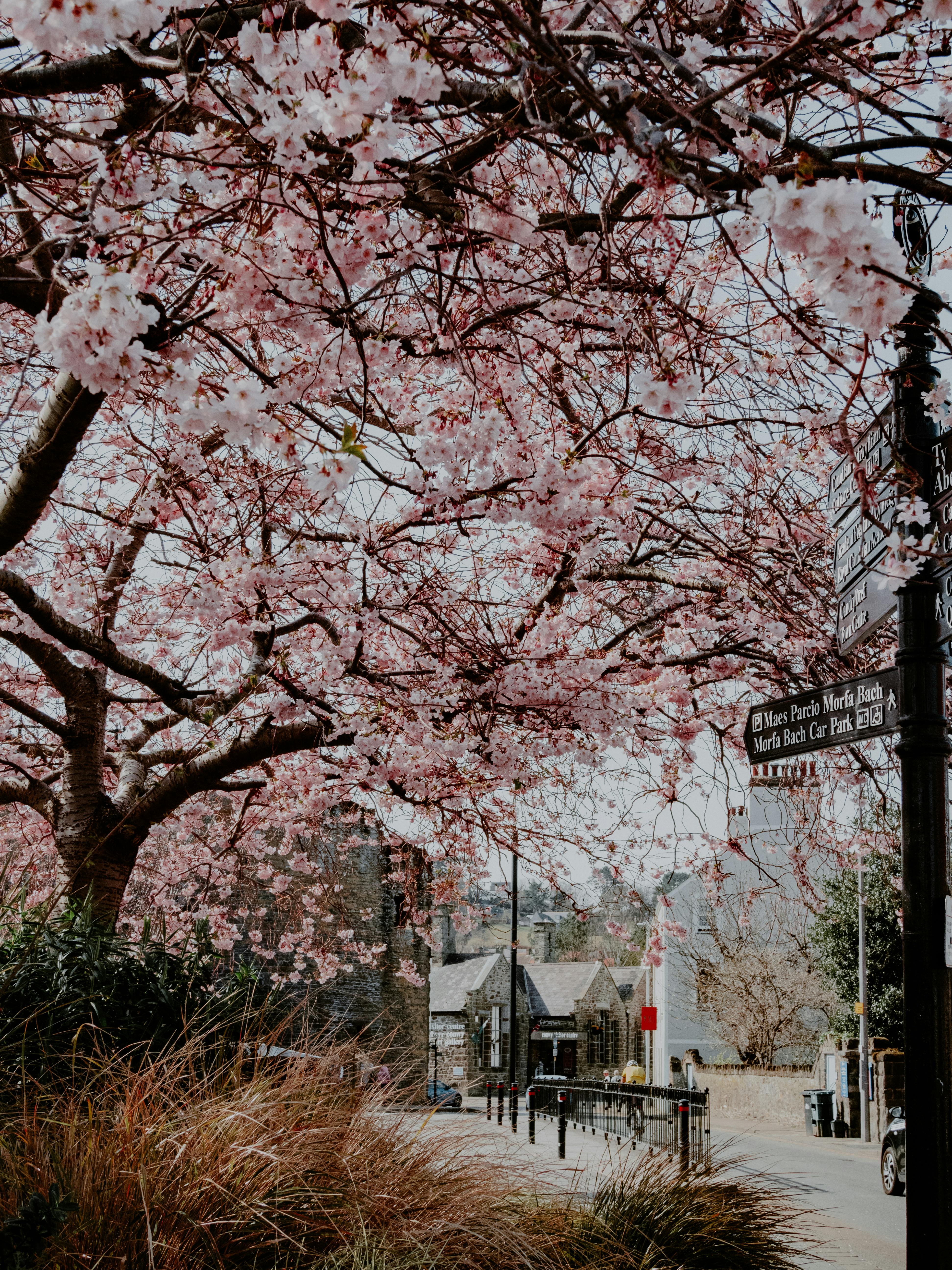 Beautiful cherry blossoms in full bloom over a scenic park street in spring.