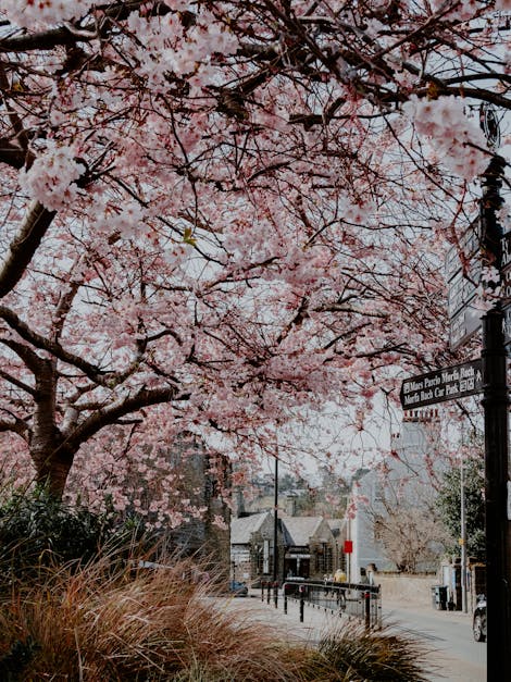  How to Prepare Your Pecan Tree for Maximum Blooms 