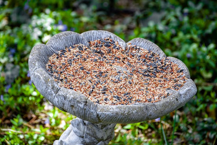 Garden Birdbath With Wild Bird Seed