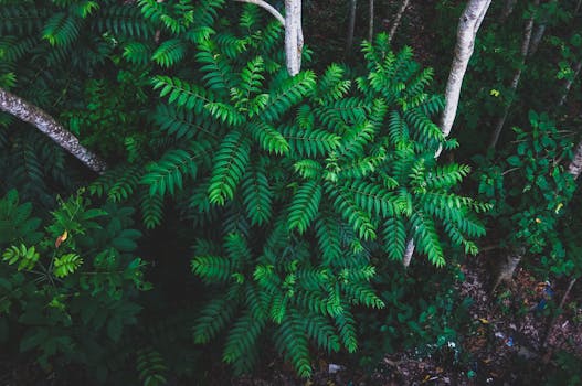 Aerial view of vibrant green leaves in a dense Indian forest, showcasing natural beauty.