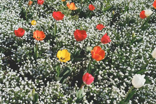 Free Colorful tulips blooming among delicate white flowers in a spring garden. Stock Photo