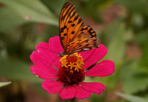 Бесплатное стоковое фото с антенны, бабочка, бабочка обои