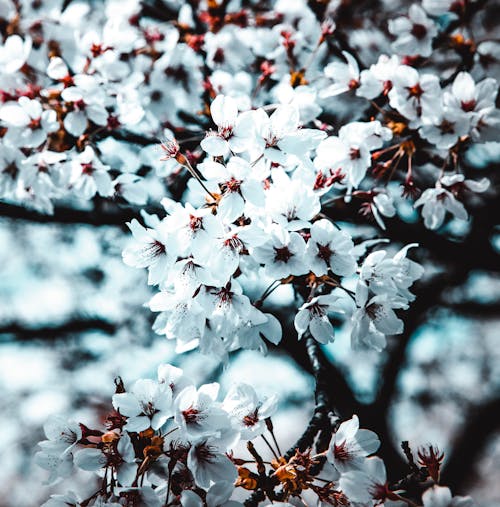 Fotobanka s bezplatnými fotkami na tému biela, čerešňové kvety, krásny