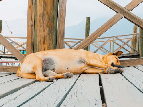 Free Dog Sleeping on Wooden Bridge Stock Photo