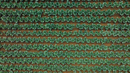 Darmowe zdjęcie z galerii z kapusta, pole, rolnictwo