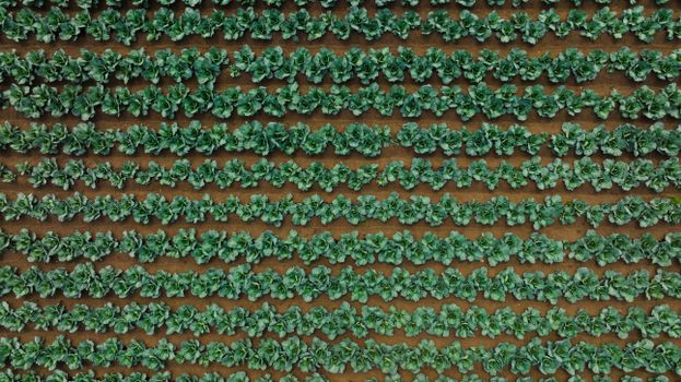 Top view of a cabbage field showing organized rows and vibrant greens.