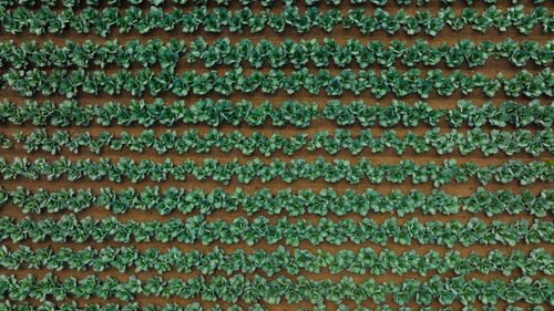 Free Top view of a cabbage field showing organized rows and vibrant greens. Stock Photo