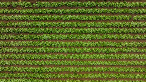 Aerial View of a Field of Lettuce