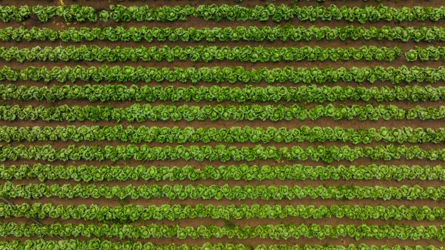 Aerial view of neatly organized green lettuce field rows showcasing modern agricultural practices.