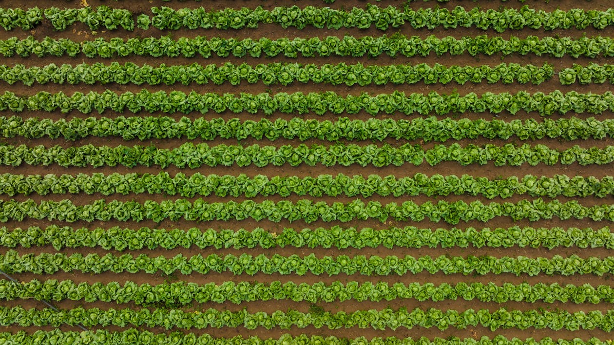 Aerial View of a Field of Lettuce