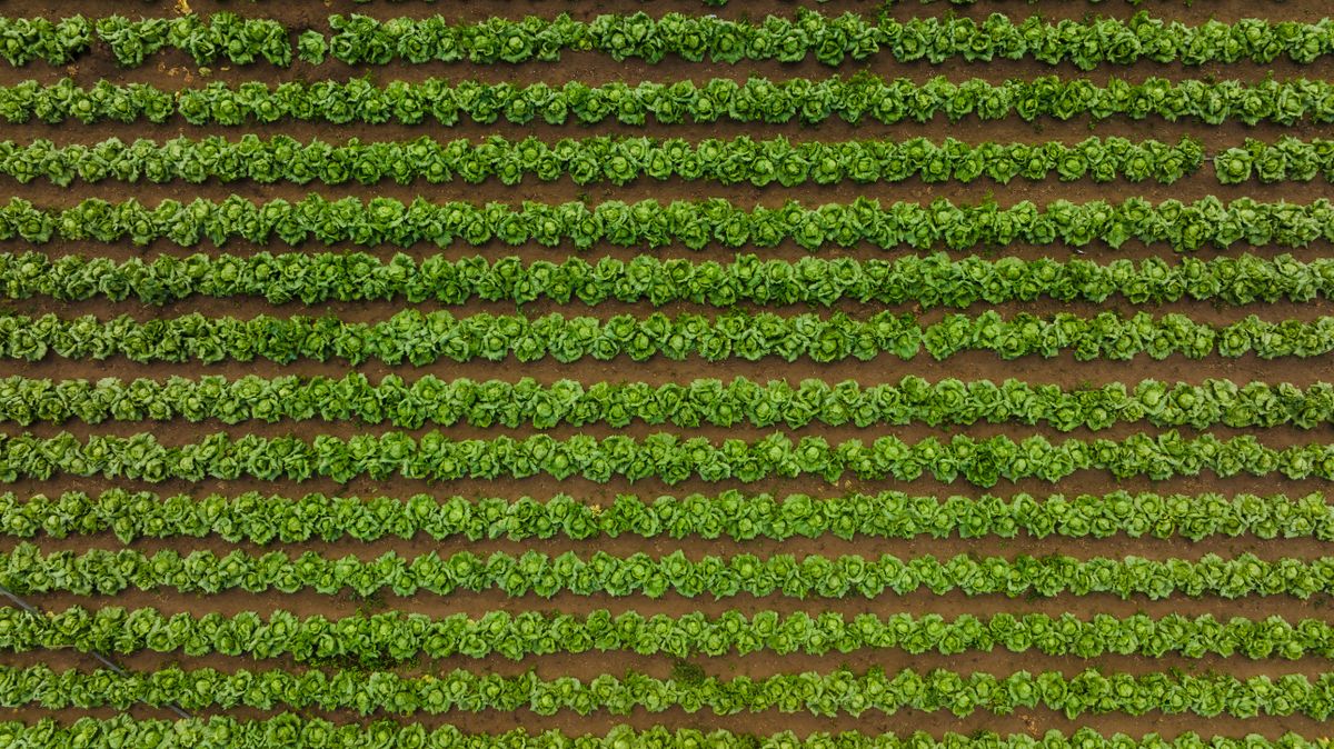 Fields and produce at Green Valley Farm