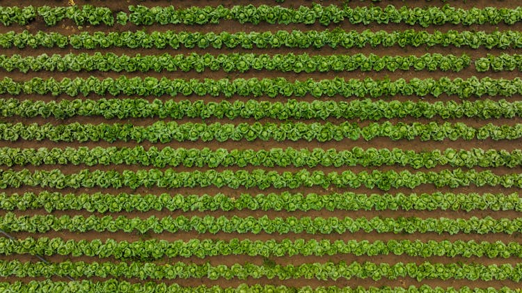 Aerial View Of A Field Of Lettuce