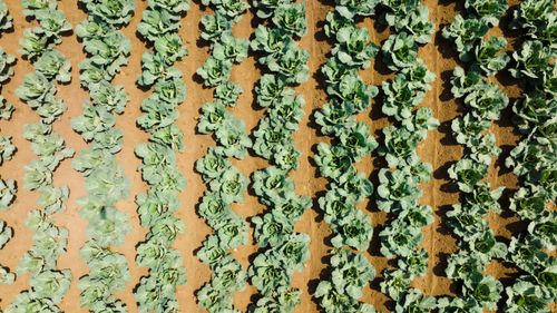 Free Aerial view of neatly arranged cabbage field rows in countryside farm. Stock Photo