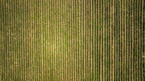 Bird's Eye View of a Cropland