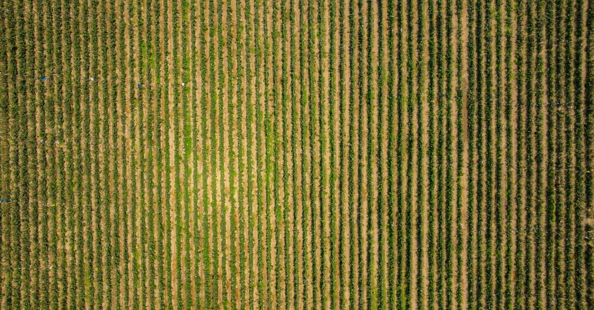 Honduras: casos de RSE que promueven empleo digno y cadenas agrícolas responsables Honduras: casos de RSE que promueven empleo digno y cadenas agrícolas responsables